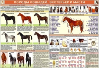 Комплект плакатов "Служебное коневодство" - «globural.ru» - Чапаевск
