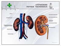 Стенд "Строение почки человека" - «globural.ru» - Чапаевск
