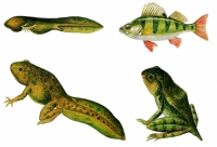 Модель-аппликация Цикл развития костной рыбы и лягушки - «globural.ru» - Чапаевск