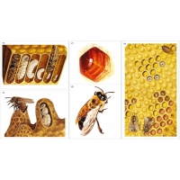 Модель-аппликация Пчелы. Строение улья - «globural.ru» - Чапаевск