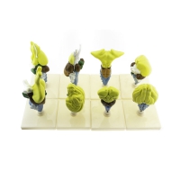 Комплект моделей "Строение мозга позвоночных" - «globural.ru» - Чапаевск