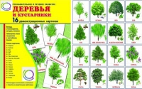 Демонстрационные карточки "Деревья и кустарники" - «globural.ru» - Чапаевск