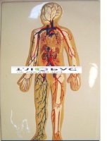 Модель барельефная «Кровеносная система» - «globural.ru» - Чапаевск