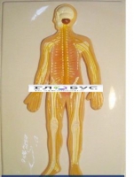 Модель барельефная «Нервная система» - «globural.ru» - Чапаевск