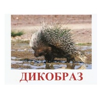 Карточки Домана "Дикие животные-3" - «globural.ru» - Чапаевск