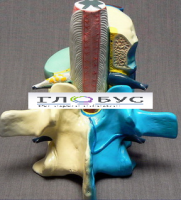 Модель "Части позвоночника человека" - «globural.ru» - Чапаевск