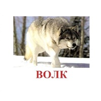 Карточки Домана "Дикие животные-1" - «globural.ru» - Чапаевск