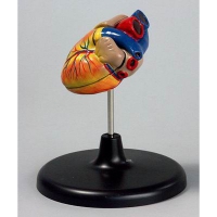 Модель "Сердце" (лабораторная) - «globural.ru» - Чапаевск