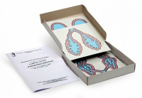 Модель-аппликация Развитие легких позвоночных животных (набор из 5 карт) - «globural.ru» - Чапаевск