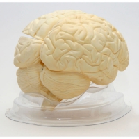 Модель "Мозг в разрезе" (белый) - «globural.ru» - Чапаевск