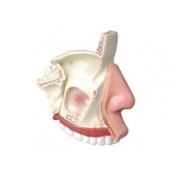 Модель "Разрез носоглотки" - «globural.ru» - Чапаевск