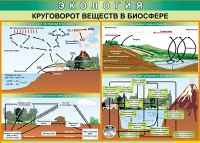 Таблица Круговорот веществ в биосфере 1000*700 винил - «globural.ru» - Чапаевск