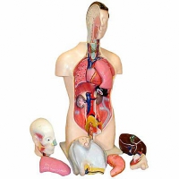 Торс человека разборный (42 см.) - «globural.ru» - Чапаевск