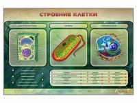 Электрифицированный стенд "Строение клетки" с маркерными полями - «globural.ru» - Чапаевск