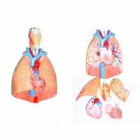 Модель "Система органов дыхания"	 - «globural.ru» - Чапаевск