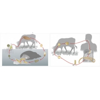 Модель-аппликация Цикл развития бычьего цепня и печеночного сосальщика - «globural.ru» - Чапаевск