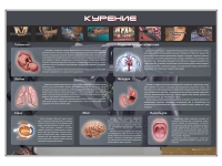 Стенд "Курение" (вариант 1) - «globural.ru» - Чапаевск