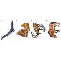 Модель-аппликация Многообразие хордовых. Млекопитающие - «globural.ru» - Чапаевск