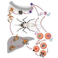 Модель-аппликация Цикл развития малярийного плазмодия - «globural.ru» - Чапаевск