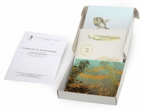 Модель-аппликация Развитие лягушки (набор из 10 карт) - «globural.ru» - Чапаевск