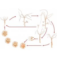 Модель-аппликация Строение и цикл развития гидры - «globural.ru» - Чапаевск