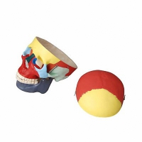 Модель "Череп человека с раскрашенными костями" - «globural.ru» - Чапаевск