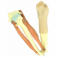 Модель локтевого сустава подвижная - «globural.ru» - Чапаевск