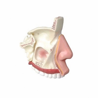 Модель носа в разрезе - «globural.ru» - Чапаевск