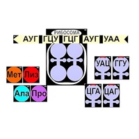 Модель-аппликация "Биосинтез белка" (ламинированная) - «globural.ru» - Чапаевск