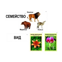Модель-аппликация "Классификация растений и животных" (ламинированная) - «globural.ru» - Чапаевск