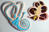 Барельефная модель "Ухо человека" (часть 2) - «globural.ru» - Чапаевск