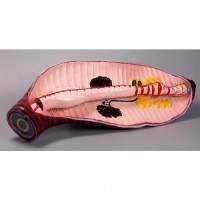 Модель "Дождевой червь" - «globural.ru» - Чапаевск