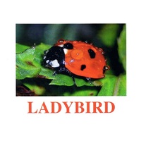 "Insects" ("Насекомые") английские карточки Домана - «globural.ru» - Чапаевск