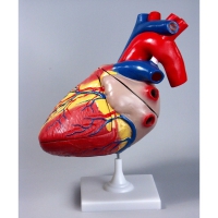 Модель "Сердце" (увеличенная) - «globural.ru» - Чапаевск