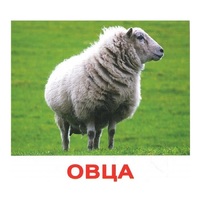 .Карточки Домана "Домашние животные" - «globural.ru» - Чапаевск