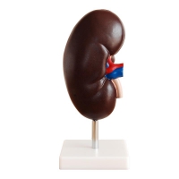 Модель "Почка" (увеличенная) - «globural.ru» - Чапаевск