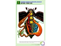 Рельефная таблица "Внутреннее строение жука" (формат А1, матовое ламинир.) - «globural.ru» - Чапаевск