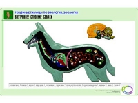 Рельефная таблица "Внутреннее строение собаки" (формат А1, матовое ламинир.) - «globural.ru» - Чапаевск