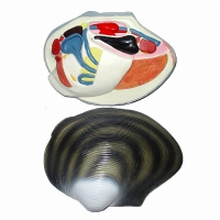 Модель "Беззубка" (двустворчатый моллюск) - «globural.ru» - Чапаевск