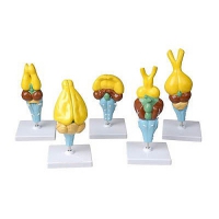 Комплект моделей строения мозга позвоночных - «globural.ru» - Чапаевск