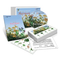Комбинированное наглядное пособие «Растения» - «globural.ru» - Чапаевск