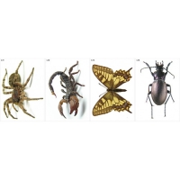 Модель-аппликация Многообразие беспозвоночных - «globural.ru» - Чапаевск