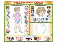 Стенд маркерный "Познаю себя" (тело, голова, органы чувств) - «globural.ru» - Чапаевск