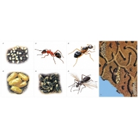 Модель-аппликация Муравьи. Устройство муравейника - «globural.ru» - Чапаевск