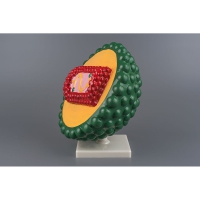 Модель "Вирус СПИДа" - «globural.ru» - Чапаевск