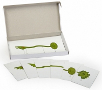 Модель-аппликация Роль ядра в регуляции развития организма (набор из 8 карт) - «globural.ru» - Чапаевск