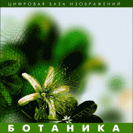 Ботаника. (Цифровая база изображений) - «globural.ru» - Чапаевск