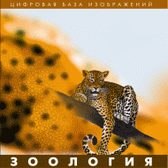 Зоология. (Цифровая база изображений) - «globural.ru» - Чапаевск