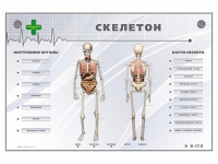 Электрифицированный стенд-тренажер "Скелетон" - «globural.ru» - Чапаевск