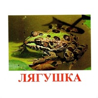 Карточки Домана "Амфибии и рептилии" - «globural.ru» - Чапаевск